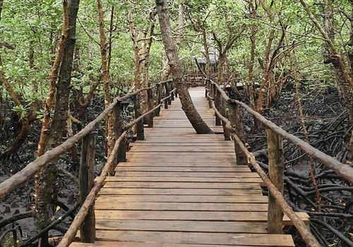 محمية الغابات الجوفية جوزاني